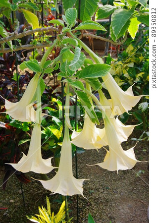 Flower morning glory Flower morning glory 89350812