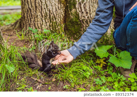 Feeding the squirrel in the autumn park. Hand of a man with a nuts. The squirrel is on a tree, eats from the palm, pretty autumn day. Outdoors, copy space, close up 89352374