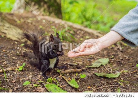 Feeding the squirrel in the autumn park. Hand of a man with a nuts. The squirrel is on a tree, eats from the palm, pretty autumn day. Outdoors, copy space, close up 89352383
