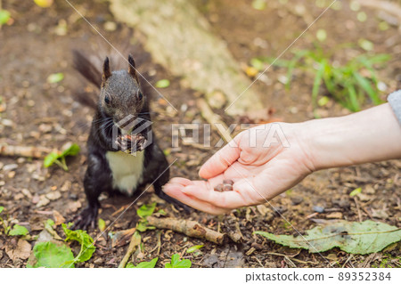 Feeding the squirrel in the autumn park. Hand of a man with a nuts. The squirrel is on a tree, eats from the palm, pretty autumn day. Outdoors, copy space, close up 89352384