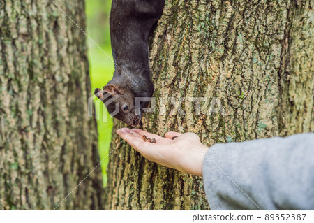Feeding the squirrel in the autumn park. Hand of a man with a nuts. The squirrel is on a tree, eats from the palm, pretty autumn day. Outdoors, copy space, close up 89352387