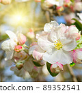 Flowers of an apple-tree against the blue sky and bright sun. 89352541