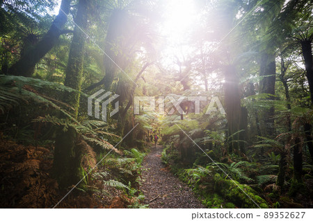 New Zealand forest 89352627