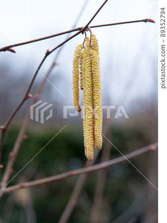 Buds on hazelnuts. Nature background Buds on hazelnuts. Nature background 89352794