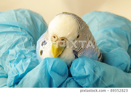 The sick face of a budgie. A parrot in the hands of a veterinarian. The sick face of a budgie. A parrot in the hands of a veterinarian. 89352823