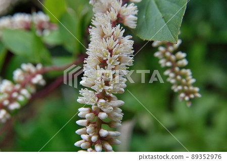 Kobanozuina Kobanozuina 89352976