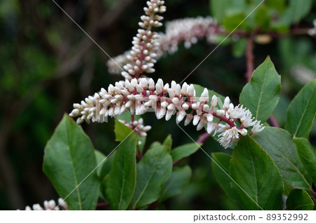 Kobanozuina Kobanozuina 89352992