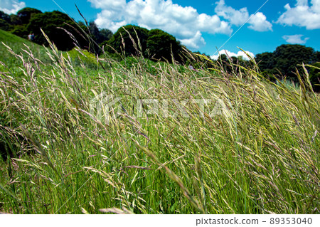 Green grass lit by sunlight on a farm lawn place for animal pasture, place for eco rest, green environment nature close up on background sky with clouds, nobody. 89353040