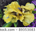 Yellow iris on a background of green leaves 89353083