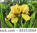 Yellow iris on a background of green leaves 89353084