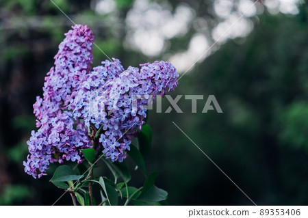Beautiful fresh purple lilac flowers in full bloom in the garden. Beautiful fresh purple lilac flowers in full bloom in the garden. 89353406