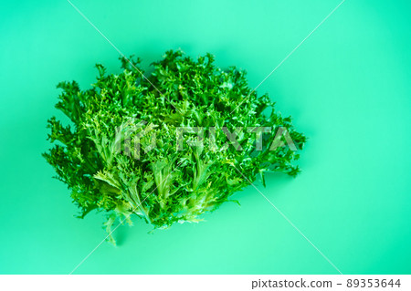 Bush of fresh green lettuce salad on green background Bush of fresh green lettuce salad on green background 89353644