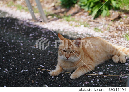 A cute stray cat, a male tabby cat, is covered in cherry blossom petals and plays A cute stray cat, a male tabby cat, is covered in cherry blossom petals and plays 89354494