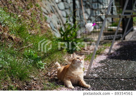 一隻可愛的流浪貓，一隻雄性虎斑貓，被櫻花花瓣覆蓋並玩耍 89354561