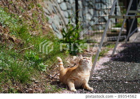 A cute stray cat, a male tabby cat, is covered in cherry blossom petals and plays A cute stray cat, a male tabby cat, is covered in cherry blossom petals and plays 89354562