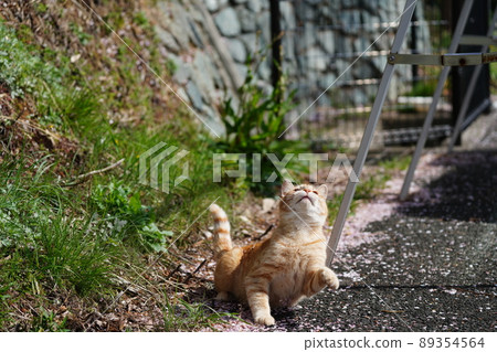 A cute stray cat, a male tabby cat, is covered in cherry blossom petals and plays A cute stray cat, a male tabby cat, is covered in cherry blossom petals and plays 89354564