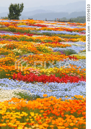 Kuju Flower Park Spring Aya Field 89354610