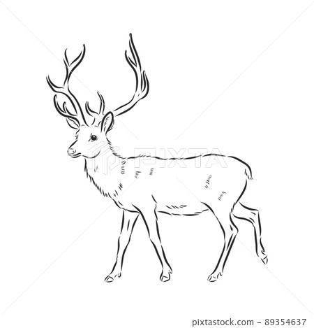 vector - Deer - hand draw , isolated on background vector - Deer - hand draw , isolated on background 89354637