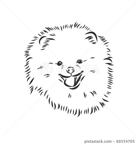 Pomeranian dog hand drawn sketch. Purebred lap dog face on white background. Pomeranian dog hand drawn sketch. Purebred lap dog face on white background. 89354705