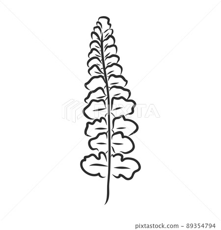 vector silhouette sheet fern on white background vector silhouette sheet fern on white background 89354794