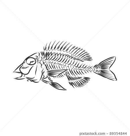 skeleton of fish. sketch. skeleton of a prehistoric fish vector sketch illustration 89354844