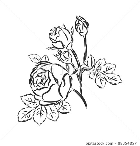 Ink, pencil, the leaves and flowers of apple isolated. Line art transparent background. Hand drawn nature painting. Freehand sketching illustration. 89354857