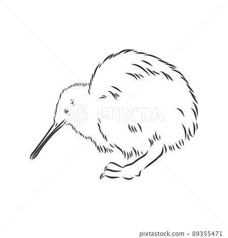 hand drawn, sketch, cartoon illustration of kiwi hand drawn, sketch, cartoon illustration of kiwi 89355471