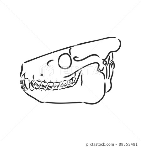 Dinosaur skeleton.Vector Image triceratops skeleton isolated on green background.Can be used as logo. For flat illustrations 89355481