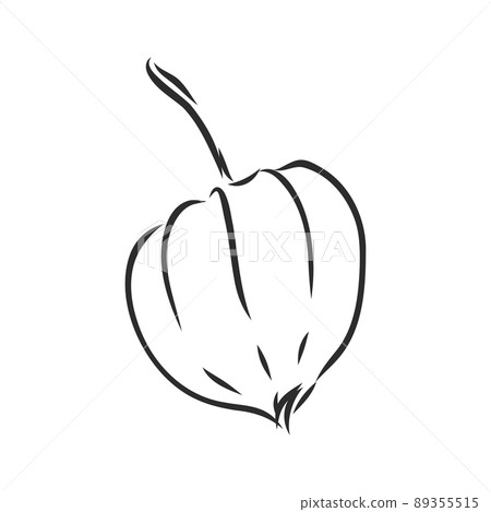 Physalis autotraced vector sketch, greyscale. physalis, vector sketch on a white background Physalis autotraced vector sketch, greyscale. physalis, vector sketch on a white background 89355515