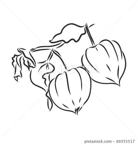 Physalis autotraced vector sketch, greyscale. physalis, vector sketch on a white background Physalis autotraced vector sketch, greyscale. physalis, vector sketch on a white background 89355517