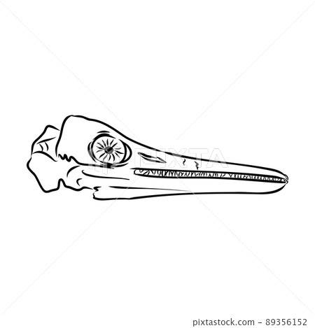 Dinosaur skeleton.Vector Image triceratops skeleton isolated on green background.Can be used as logo. For flat illustrations 89356152