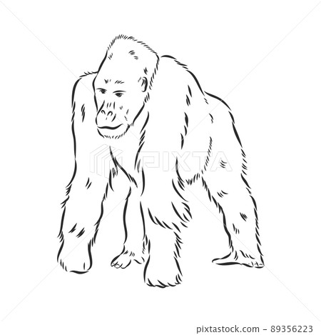 hand drawn vector illustration with a gorilla isolated on a white background hand drawn vector illustration with a gorilla isolated on a white background 89356223