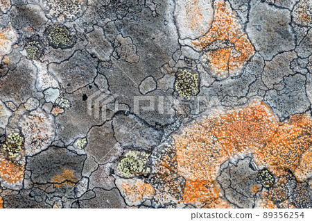 Gray rock surface with colorful lichens for background or texture Gray rock surface with colorful lichens for background or texture 89356254