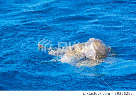 Olive ridley sea turtles or Lepidochelys olivacea performs mating ritual Olive ridley sea turtles or Lepidochelys olivacea performs mating ritual 89356292