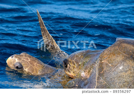 Olive ridley sea turtles or Lepidochelys olivacea performs mating ritual Olive ridley sea turtles or Lepidochelys olivacea performs mating ritual 89356297