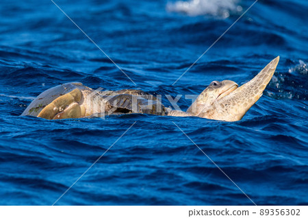 Olive ridley sea turtles or Lepidochelys olivacea performs mating ritual Olive ridley sea turtles or Lepidochelys olivacea performs mating ritual 89356302