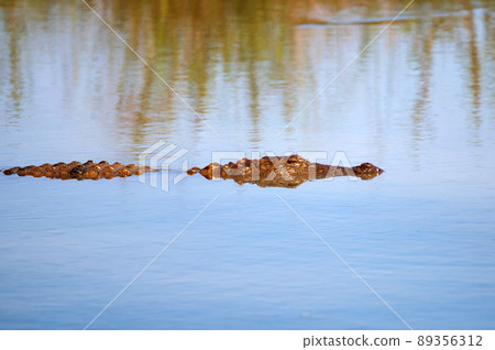 Mugger crocodile or Crocodylus palustris swims in water Mugger crocodile or Crocodylus palustris swims in water 89356312