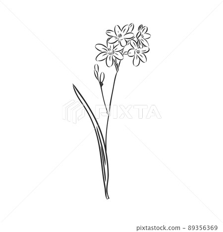 Ink, pencil, the leaves and flowers of apple isolated. Line art transparent background. Hand drawn nature painting. Freehand sketching illustration. Ink, pencil, the leaves and flowers of apple isolated. Line art transparent background. Hand drawn nature painting. Freehand sketching illustration. 89356369