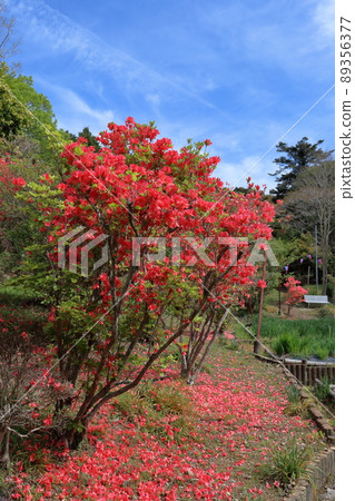 View of azaleas in Uchiharano Park (Aki City, Kochi Prefecture) 89356377