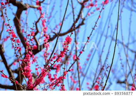 梅花紅佐橋 梅花紅佐橋 89356877
