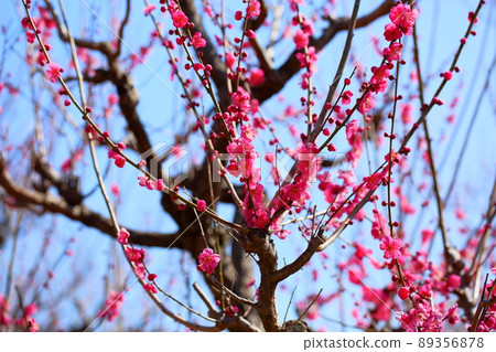 梅花紅佐橋 89356878