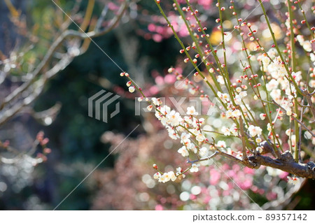 Plum blossom Shirataki weeping 89357142