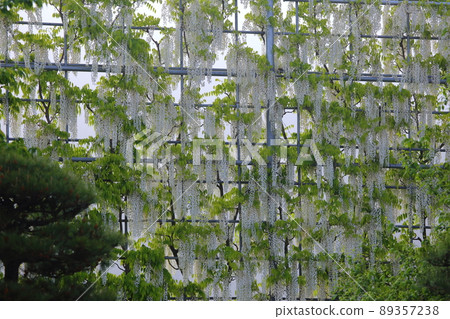 Shirafuji Falls of Ashikaga Flower Park 89357238