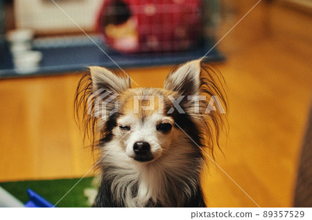 奇瓦瓦眨眼 奇瓦瓦眨眼 89357529