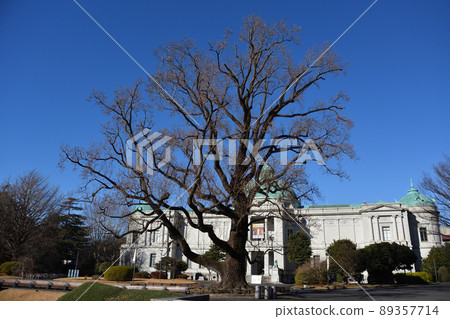 Tokyo National Museum, Tulip Tree Tokyo National Museum, Tulip Tree 89357714