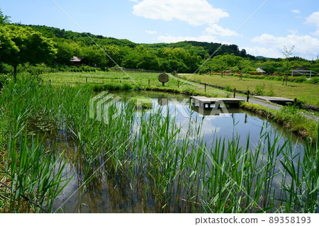 3347 Kinchakuda Biotope 89358193
