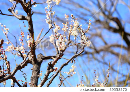 梅花單瓣跳枝 89358270