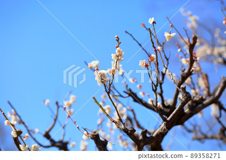 梅花單瓣跳枝 梅花單瓣跳枝 89358271