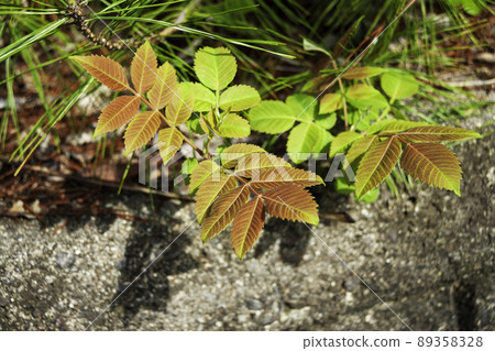 Nurde新芽 89358328