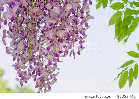 掛花簇的紫藤 掛花簇的紫藤 89358445